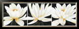 Buy Water Lily Trio at AllPosters.com