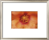Buy Birds and Bees at AllPosters.com