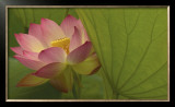 Buy Lotus at AllPosters.com