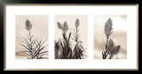 Buy Grasslands at AllPosters.com