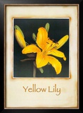 Yellow Lily