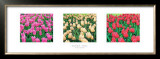 Buy Tulip Panel at AllPosters.com