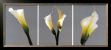 Buy Grey Callas at AllPosters.com
