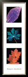 Photograms
