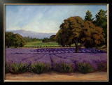 Buy Lavender Fields at AllPosters.com