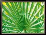Buy Palm Leaf at AllPosters.com