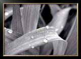 Buy After the Rain I at AllPosters.com