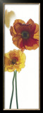 Buy Papaver Nudicaule CV. at AllPosters.com