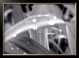 Buy After the Rain II at AllPosters.com