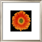 Buy Radiance at AllPosters.com