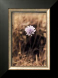 Wildflower I