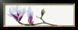 Buy Magnolia Solitaire at AllPosters.com