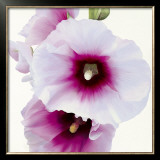 Buy White Hollyhock I at AllPosters.com