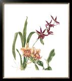 Buy Orchid I at AllPosters.com