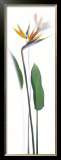 Buy Strelitzia Reginae at AllPosters.com