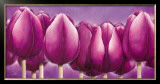 Sleeping Tulips