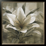 Stargazer