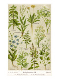 Buy Healing Plants at AllPosters.com