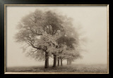 Buy Harmony in Fog at AllPosters.com