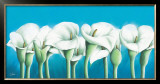 Turquoise Callas
