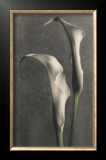 Buy Two Lilies II at AllPosters.com