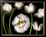Buy Tulip Garden at AllPosters.com