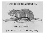 Hamster