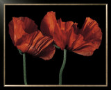 Buy Papaver Orientale I at AllPosters.com