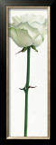 Buy Little White Rose at AllPosters.com