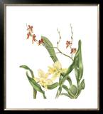 Buy Orchid II at AllPosters.com