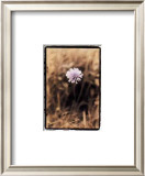 Wildflower I