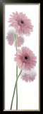 Buy Gerbera Hybrida at AllPosters.com