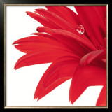 Gerbera Rouge