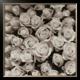 Buy Rose Points at AllPosters.com