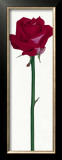 Buy Little Pink Rose at AllPosters.com