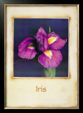 Iris