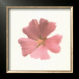 Buy Petales Roses I at AllPosters.com