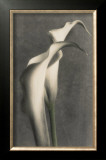 Buy Two Lilies I at AllPosters.com