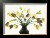 Buy White Tulips at AllPosters.com