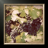Buy Vintage Grape Vines II at AllPosters.com