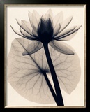 Buy Tropical Water Lily at AllPosters.com