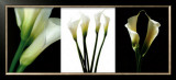 Buy White Callas at AllPosters.com
