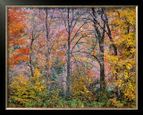 Buy Trees in a Field at AllPosters.com