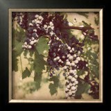 Buy Vintage Grape Vines IV at AllPosters.com