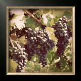 Buy Vintage Grape Vines I at AllPosters.com