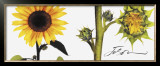 Helianthus