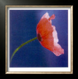 Buy Summer Colours I at AllPosters.com
