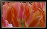 Buy Tulips at AllPosters.com