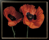 Buy Papaver Orientale II at AllPosters.com
