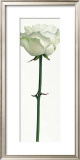 Buy Little White Rose at AllPosters.com